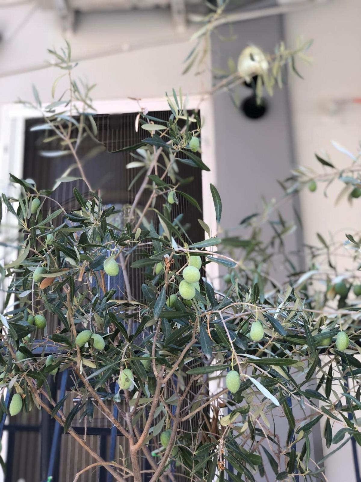 Nasos Aegina Apartment 外观 照片